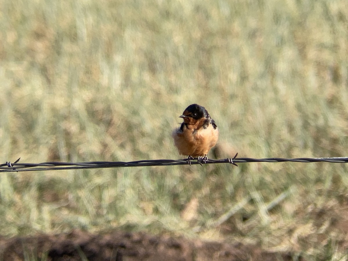 Barn Swallow - ML646277150