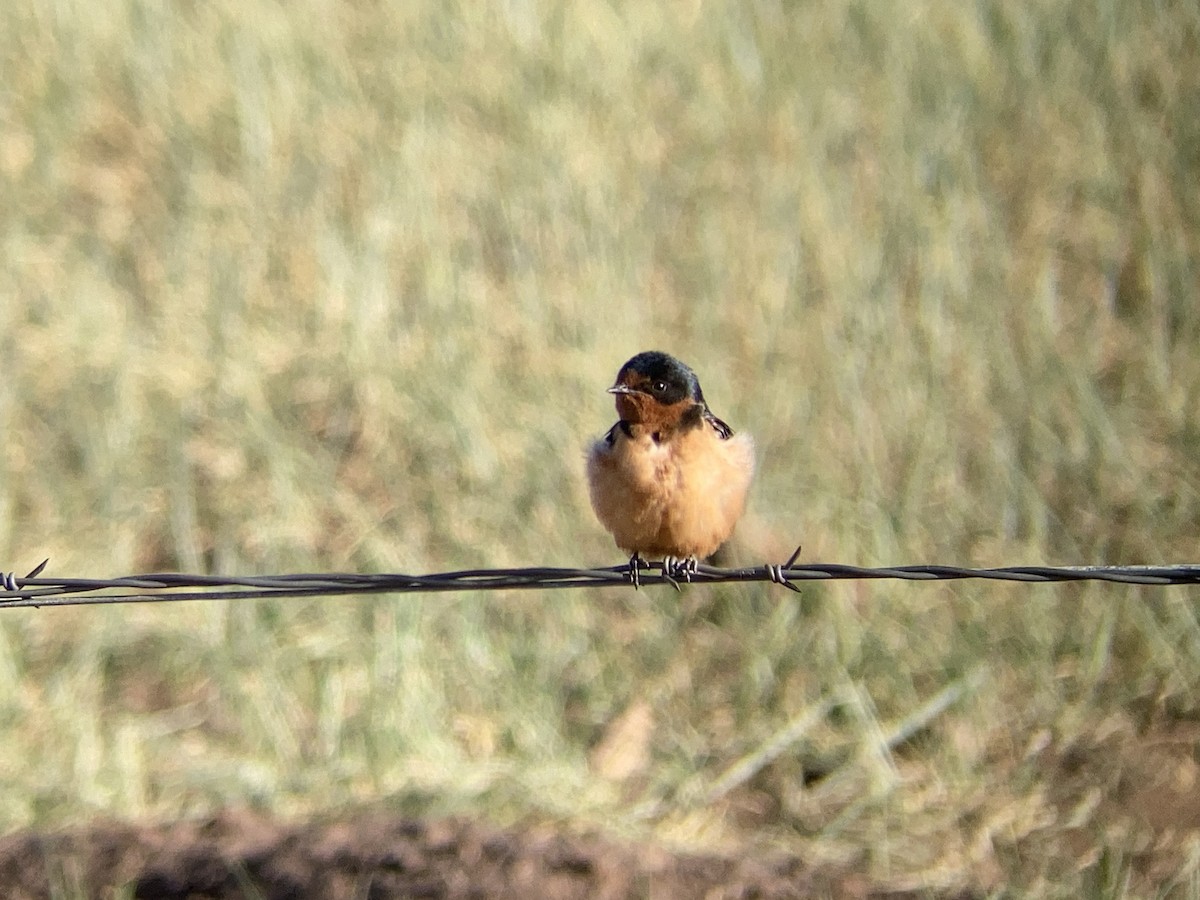 Barn Swallow - ML646277151