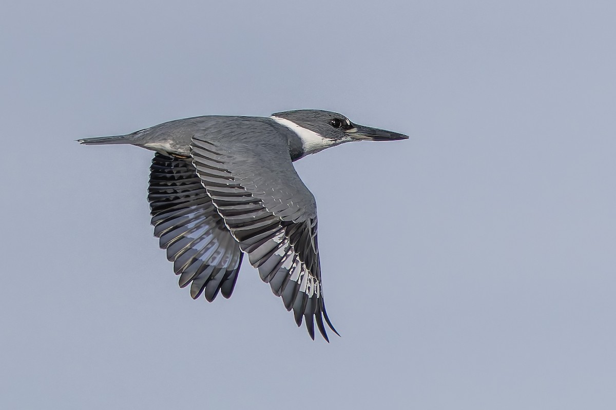 Belted Kingfisher - ML646277152