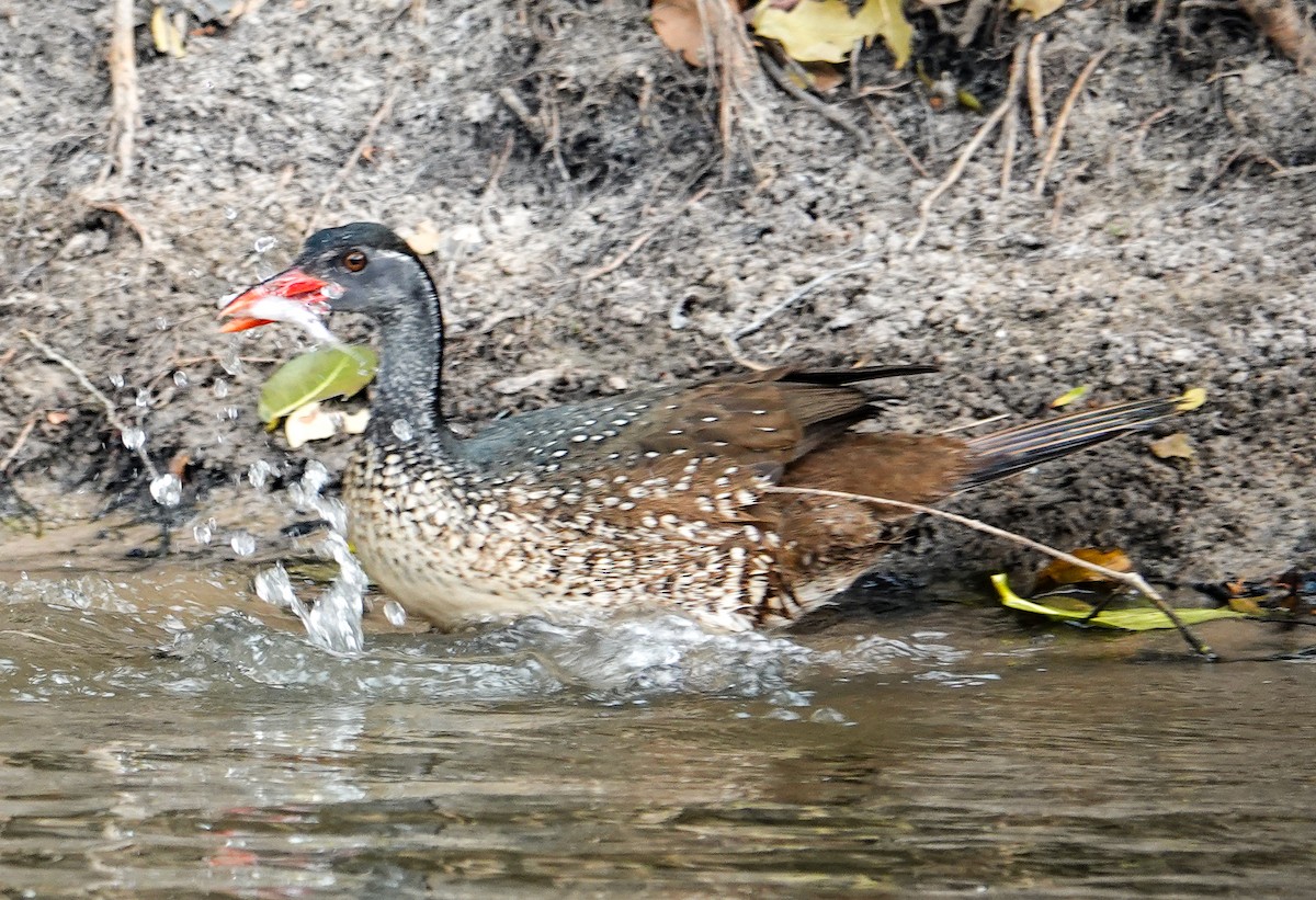 African Finfoot - ML646277153