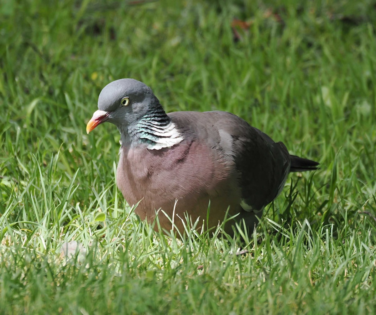 Common Wood-Pigeon - ML646277154