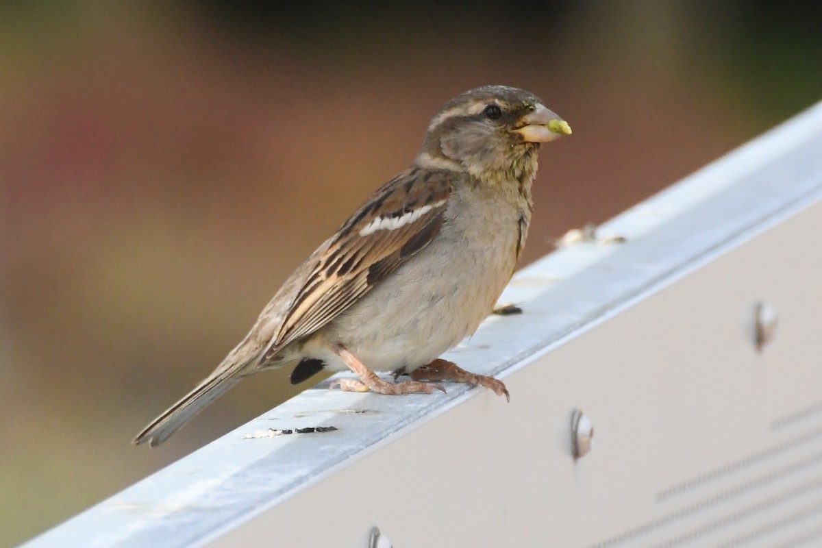 House Sparrow - ML646277155