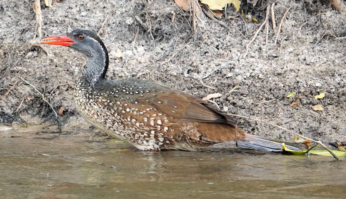African Finfoot - ML646277156