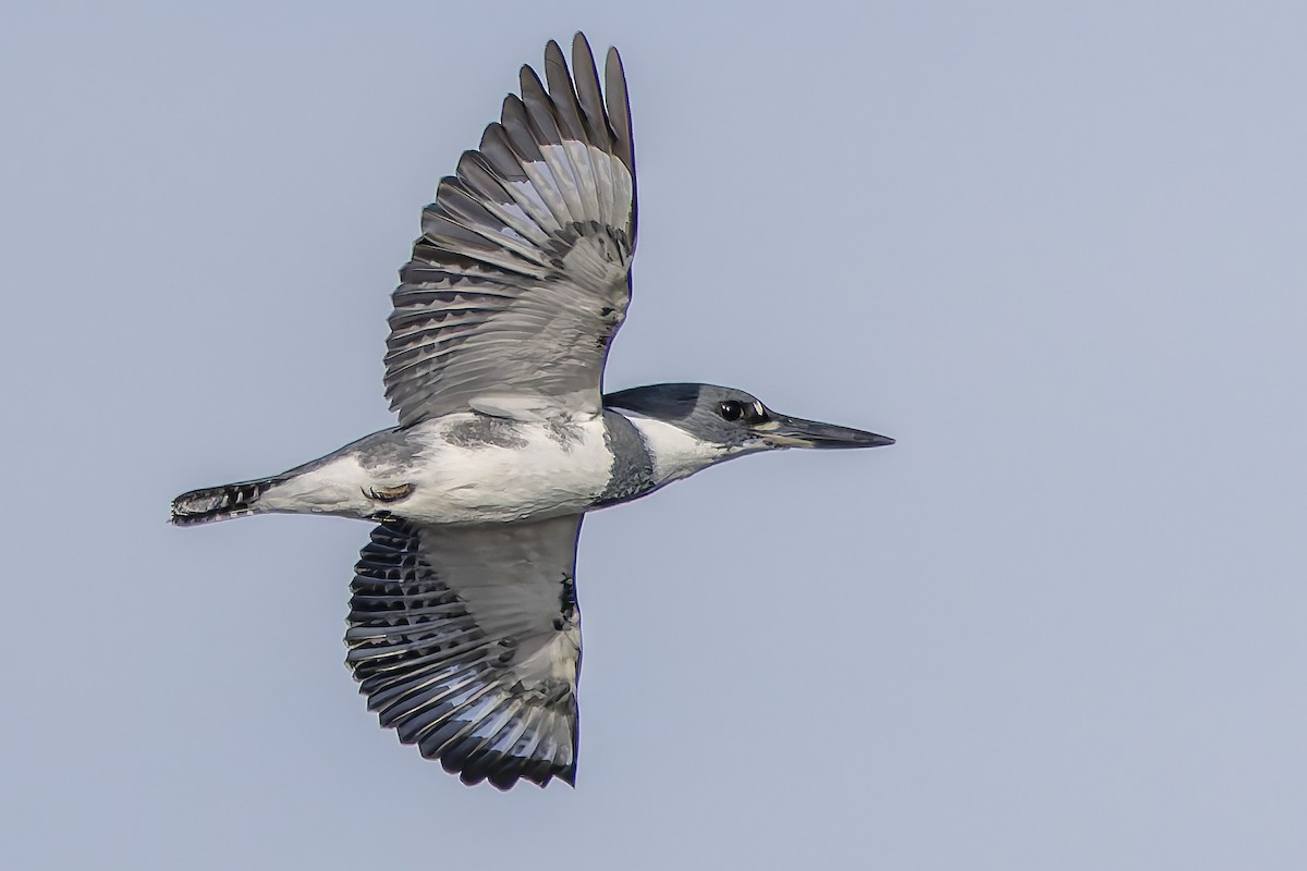 Belted Kingfisher - ML646277157