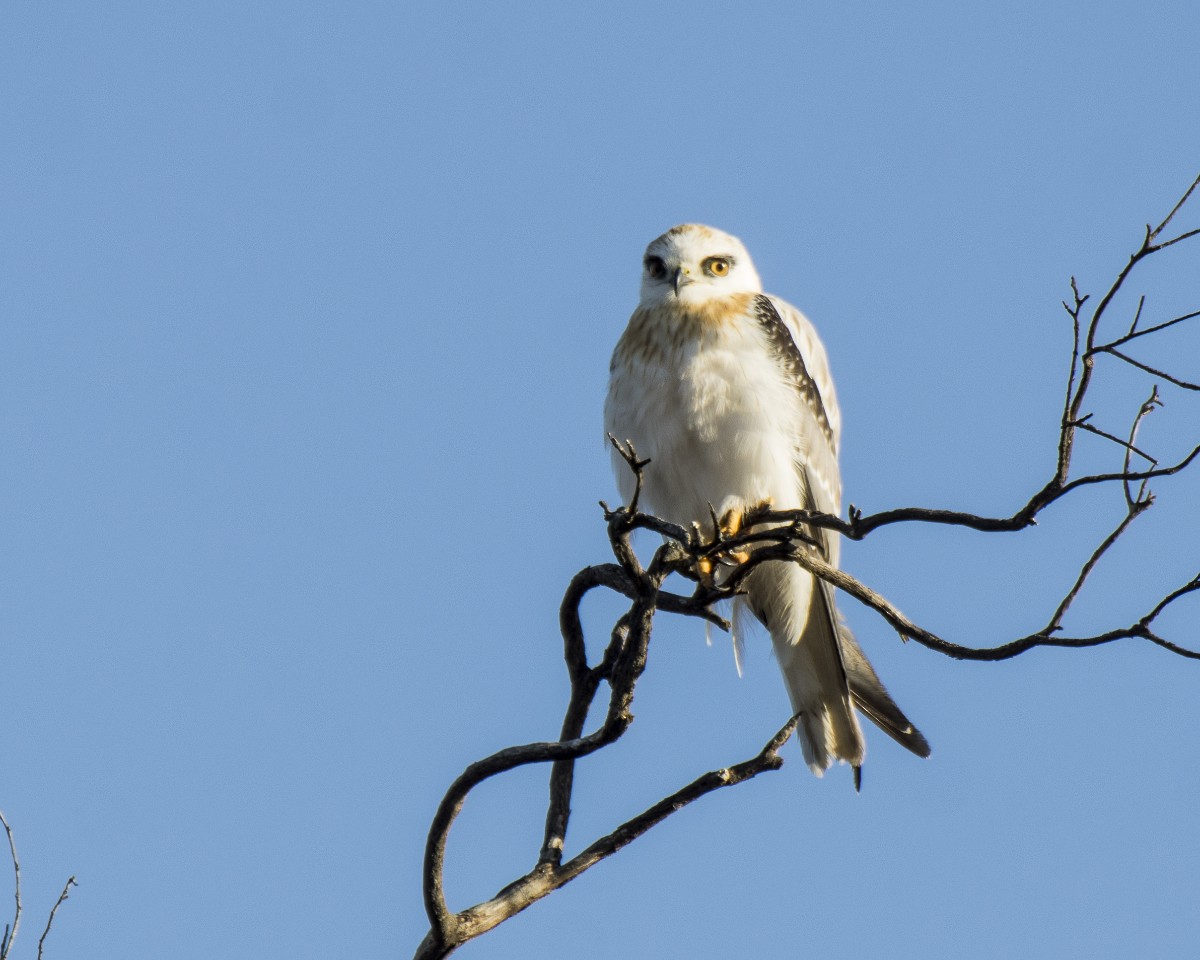 Black-shouldered Kite - ML646277158