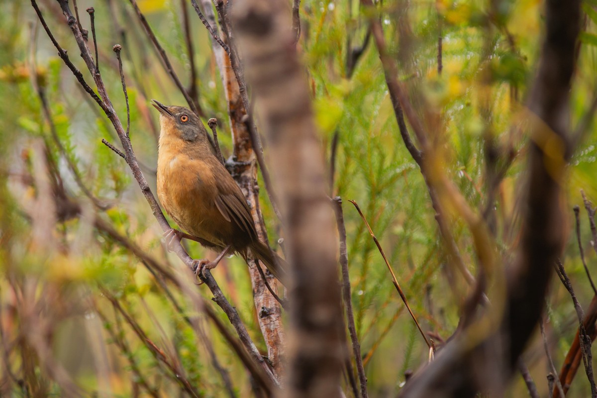 Victorin's Warbler - ML646277187
