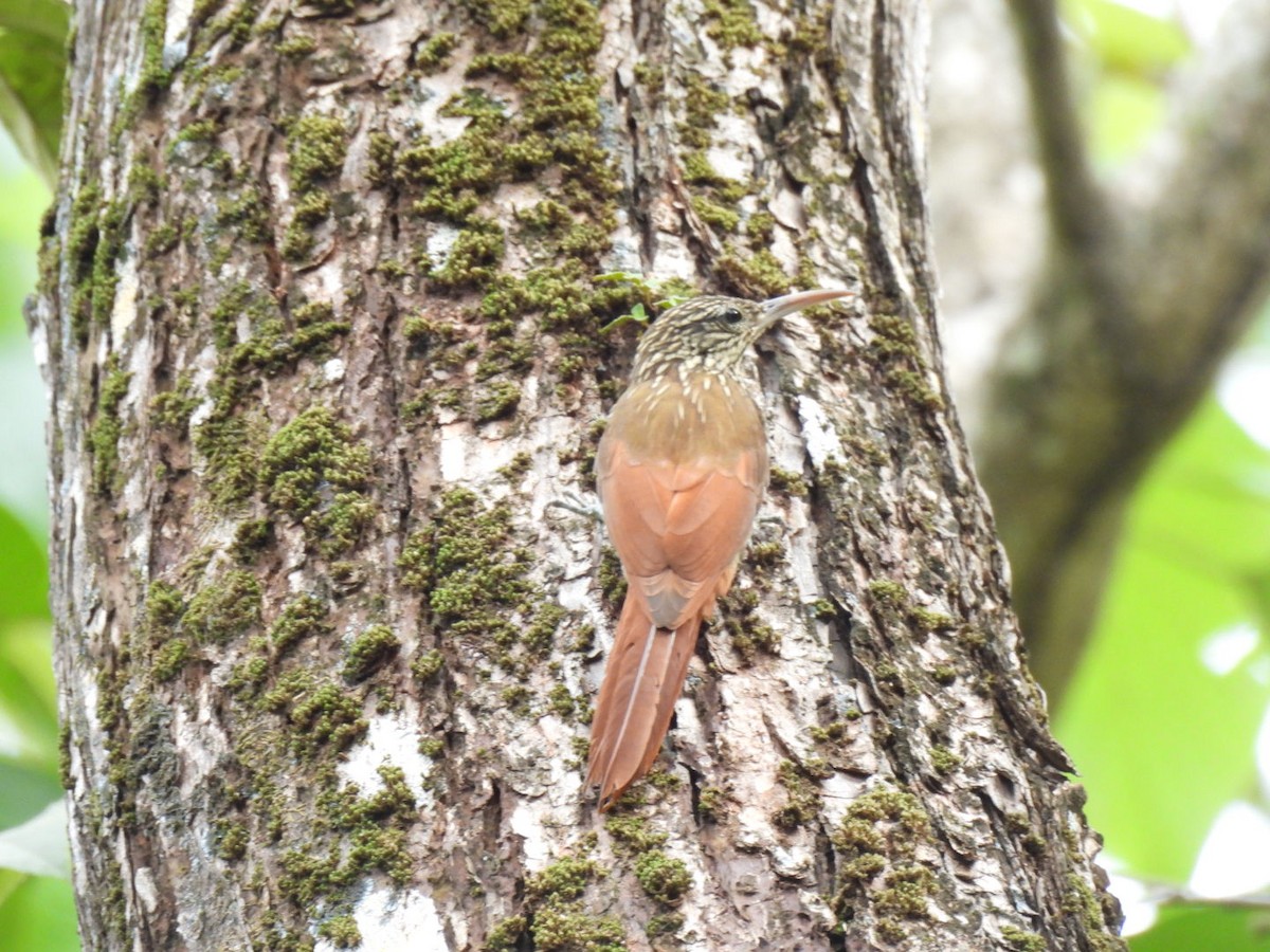 Streak-headed Woodcreeper - ML646277188