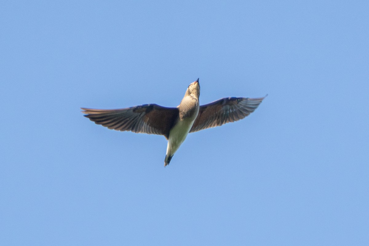 Oriental Pratincole - ML646277191