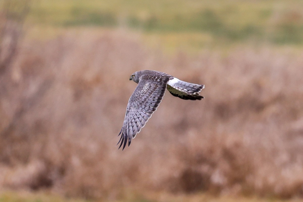 Hudsonweihe - ML646277193