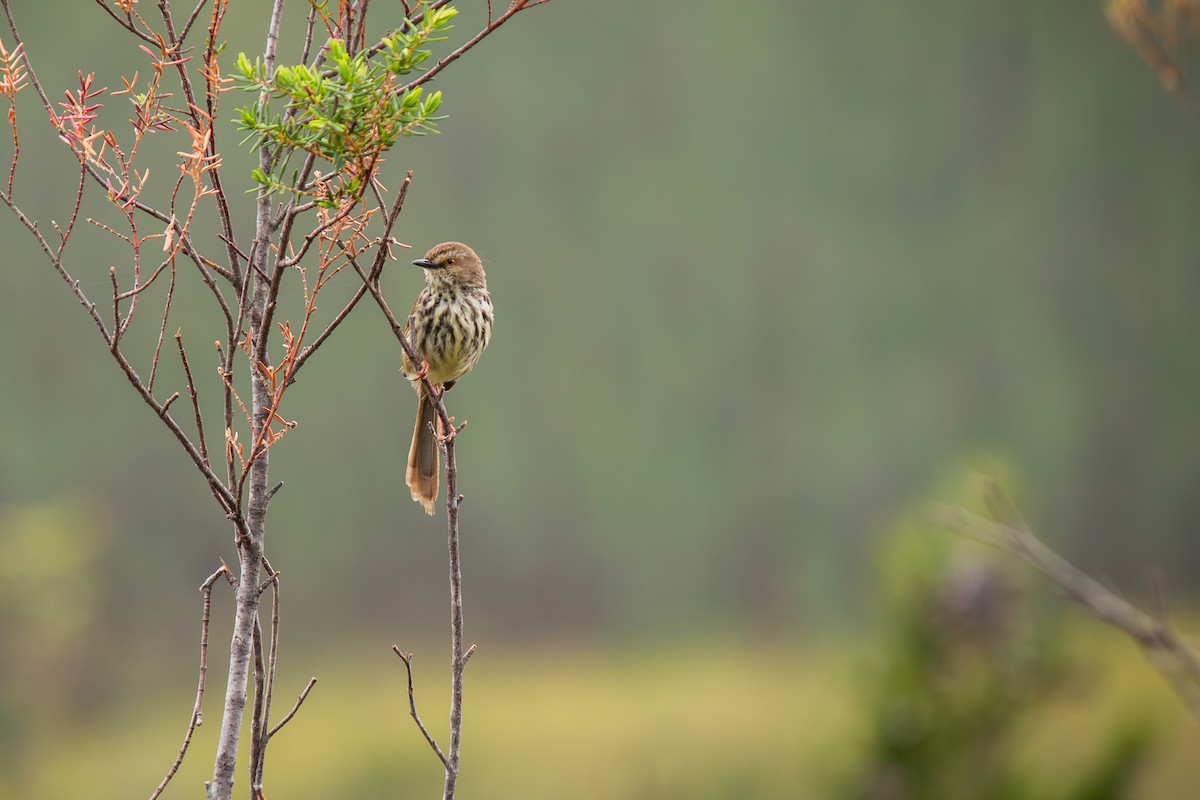 Karoo Prinia - ML646277196