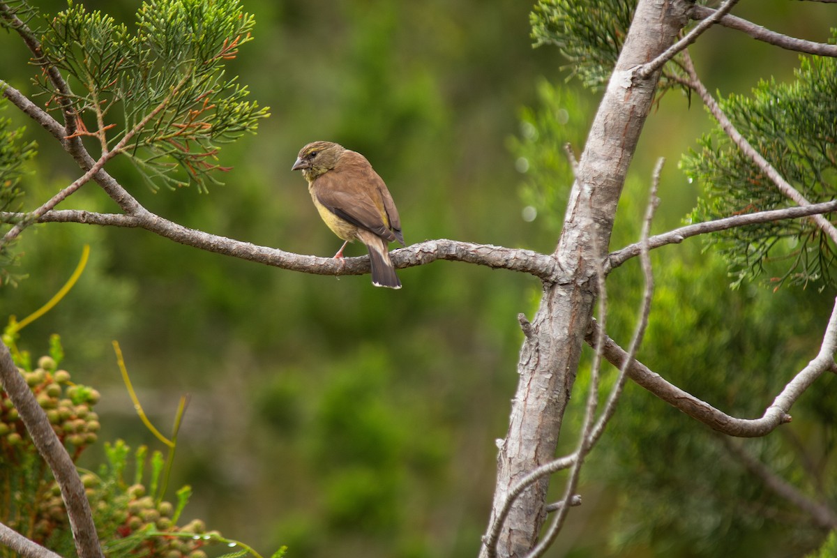 Cape Siskin - ML646277197