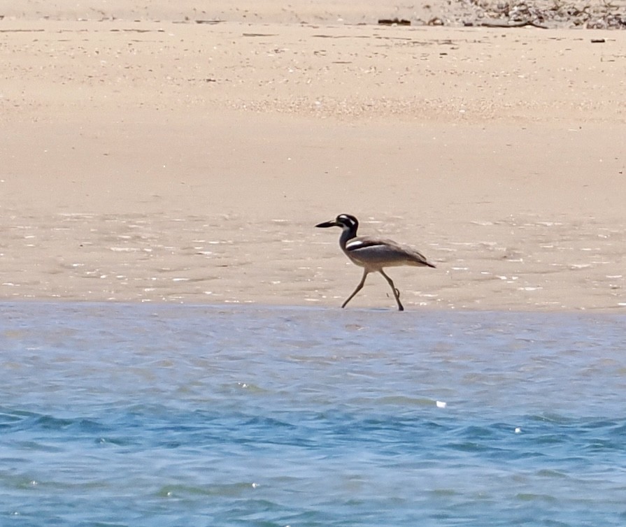 Beach Thick-knee - ML646277204