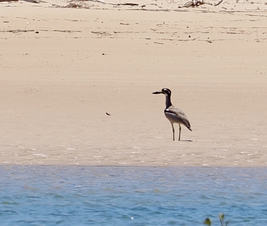 Beach Thick-knee - ML646277205