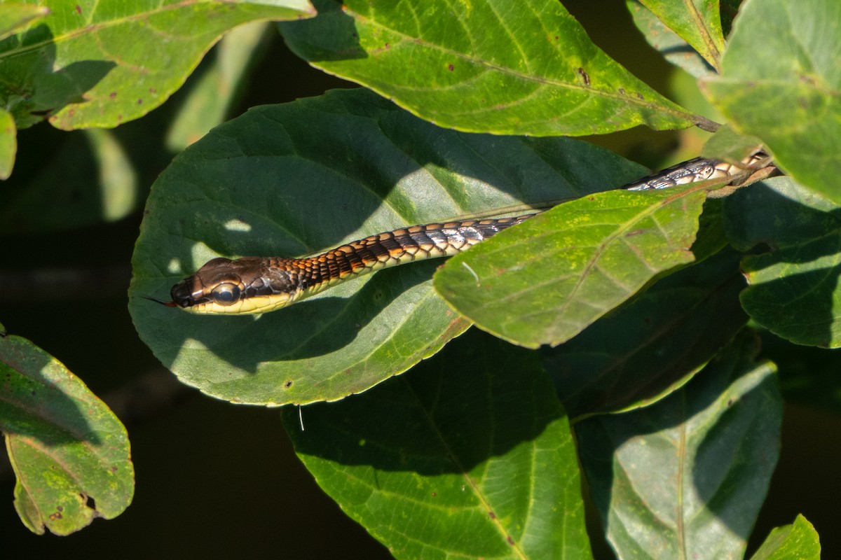 Kopstein's Bronzeback - ML646277209