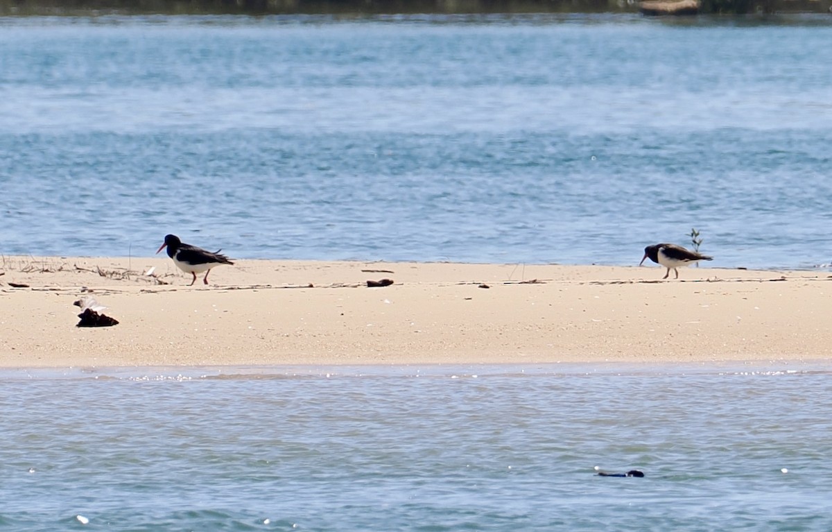 Pied Oystercatcher - ML646277214