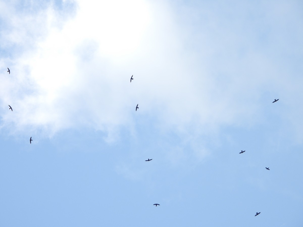 halsbåndseiler - ML646277215