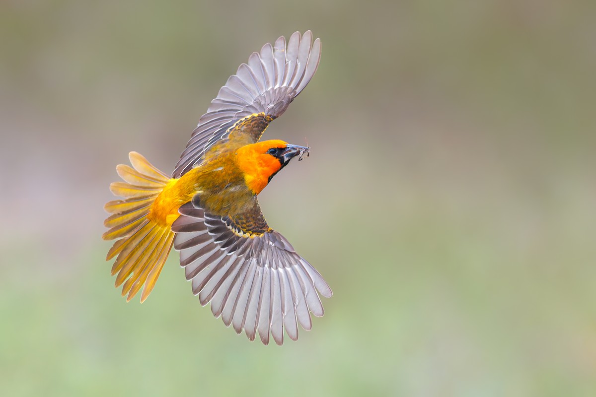 Altamira Oriole - ML646277221