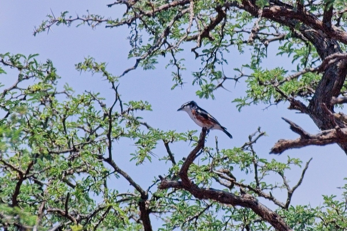 Brubru - ML646277232