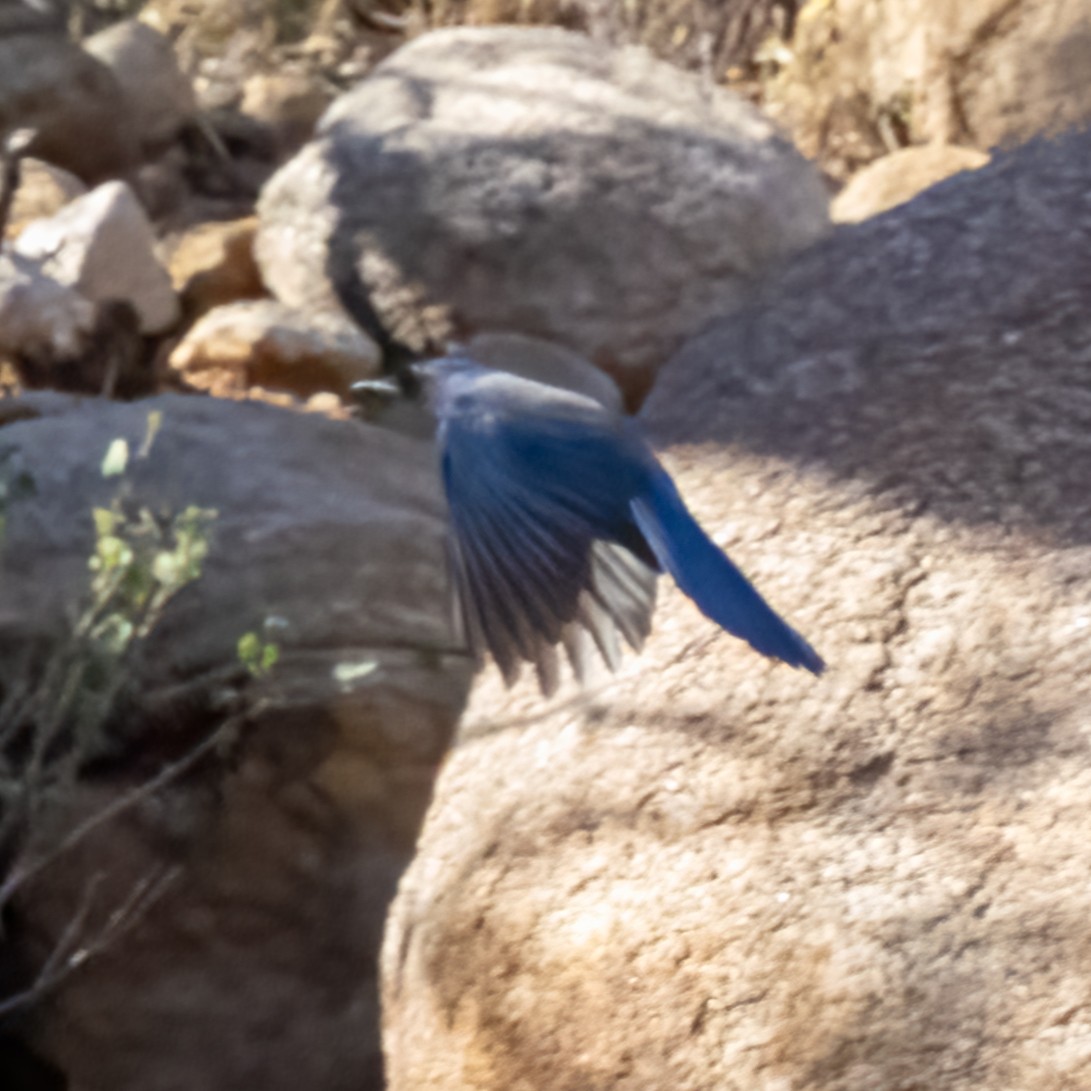 Woodhouse's Scrub-Jay - ML646277236