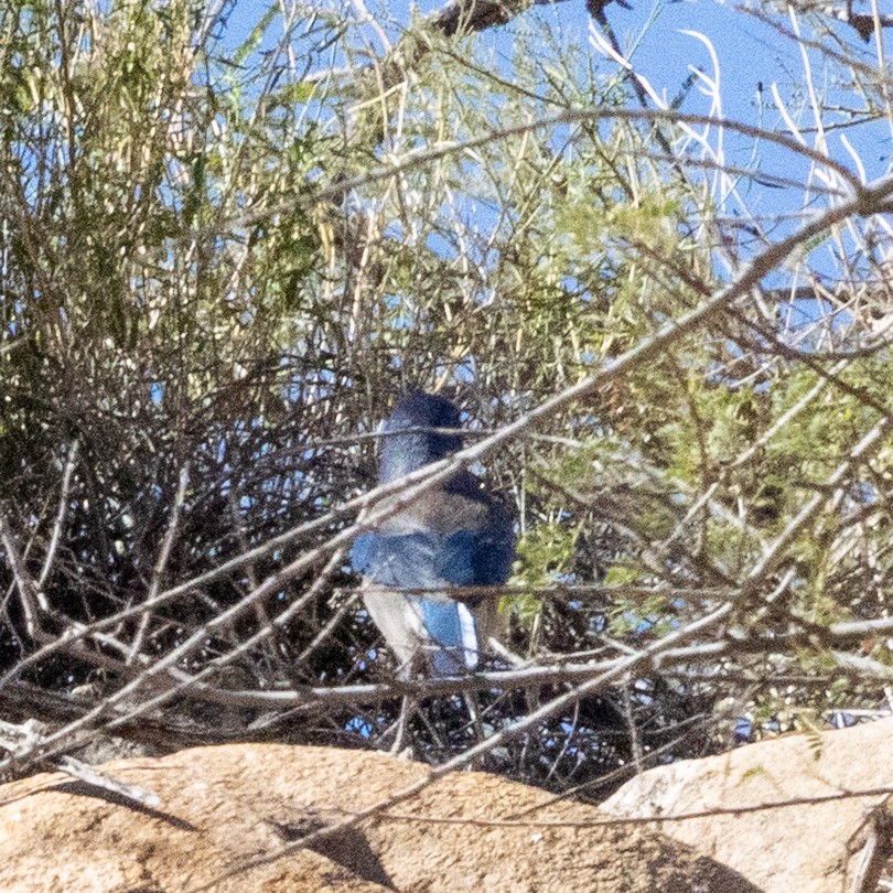 Woodhouse's Scrub-Jay - ML646277237