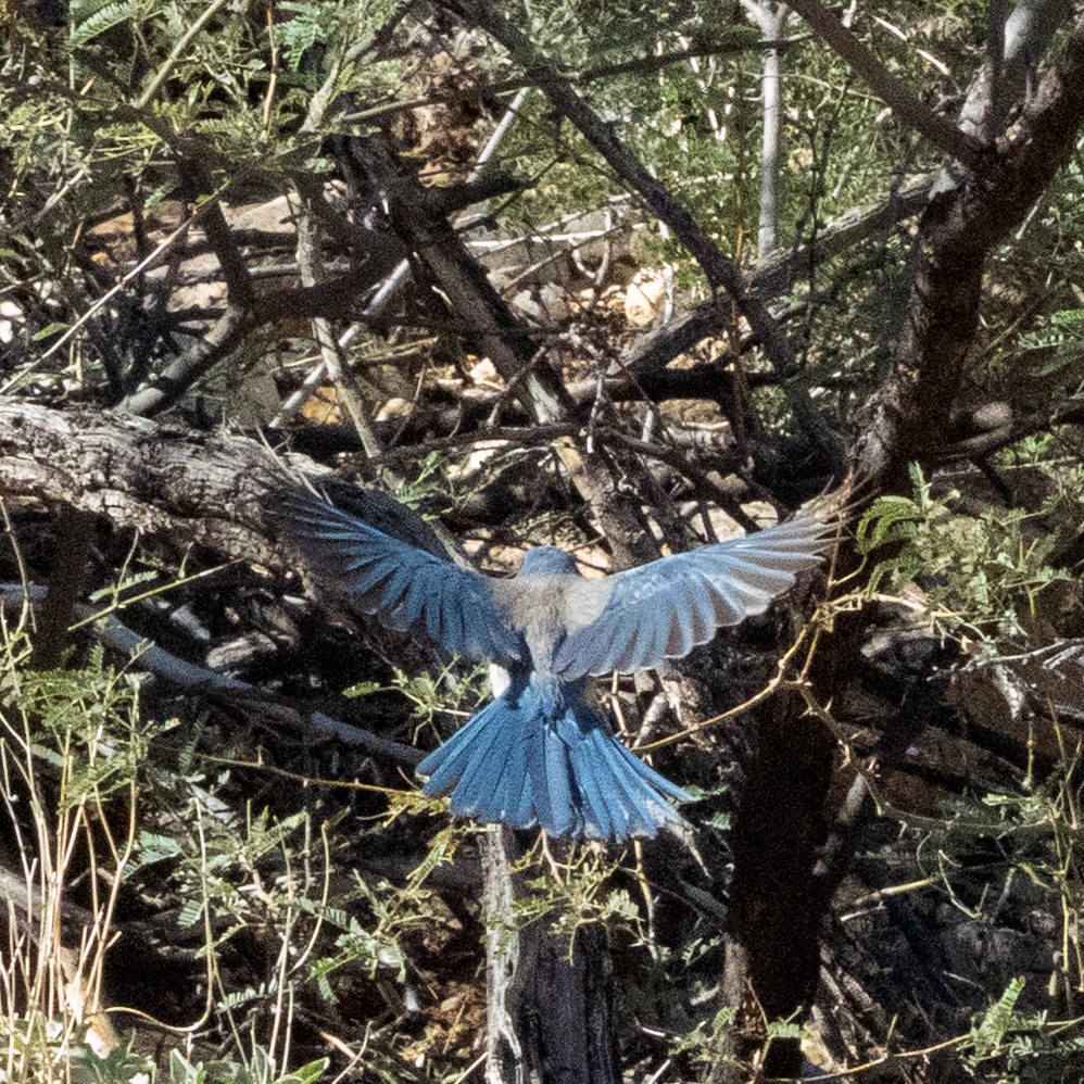 Woodhouse's Scrub-Jay - ML646277238