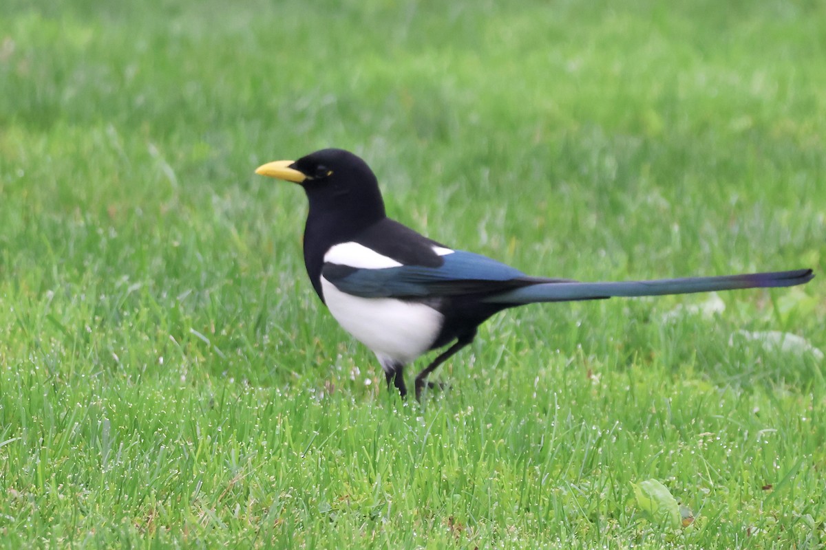 Yellow-billed Magpie - ML646277240