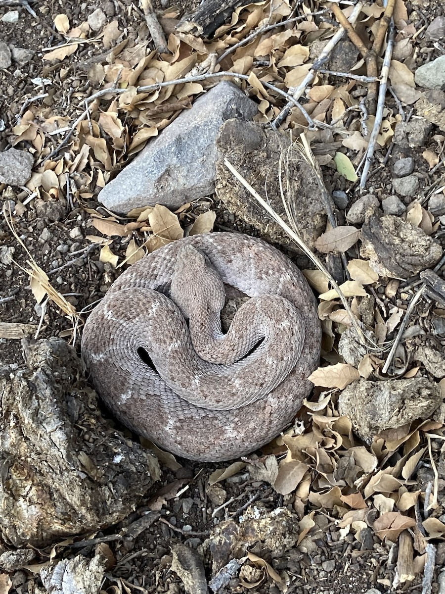 Animals - ML646277250