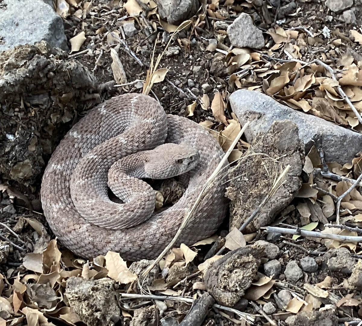 Animals - ML646277251