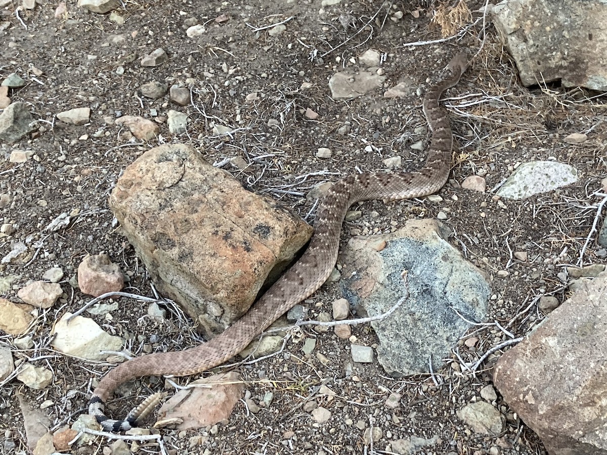 Animals - ML646277253