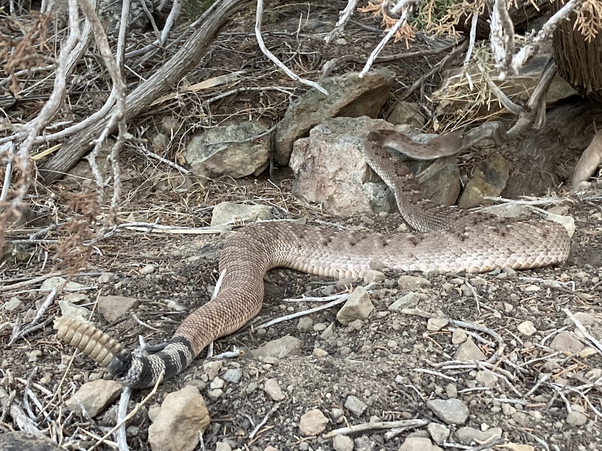 Animals - ML646277254