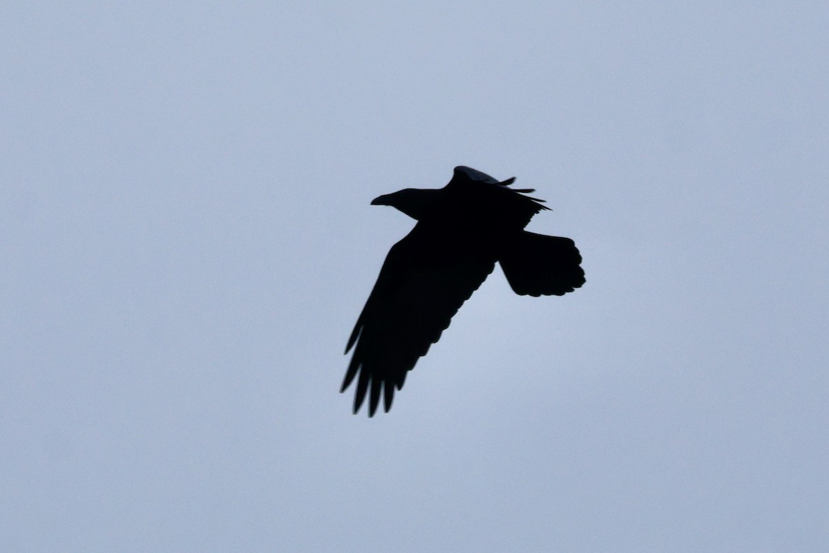 Хон хэрээ - ML646277255