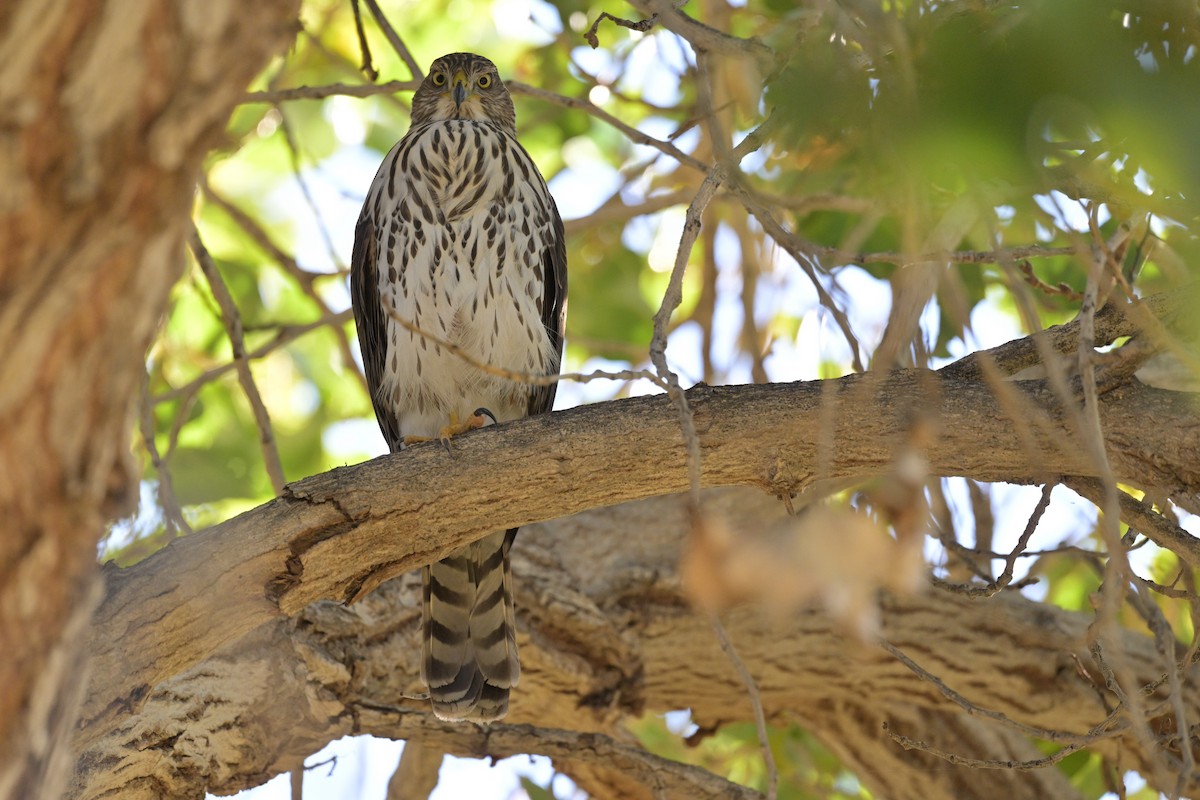 Cooper's Hawk - ML646277257