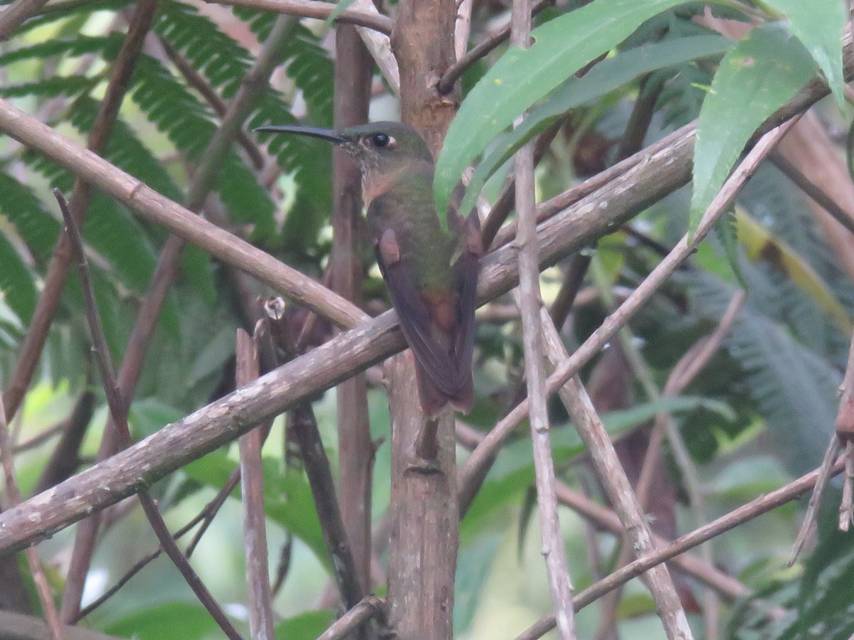Fawn-breasted Brilliant - ML646277258