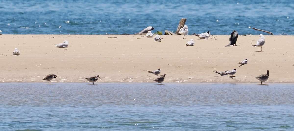 Pittima minore - ML646277260