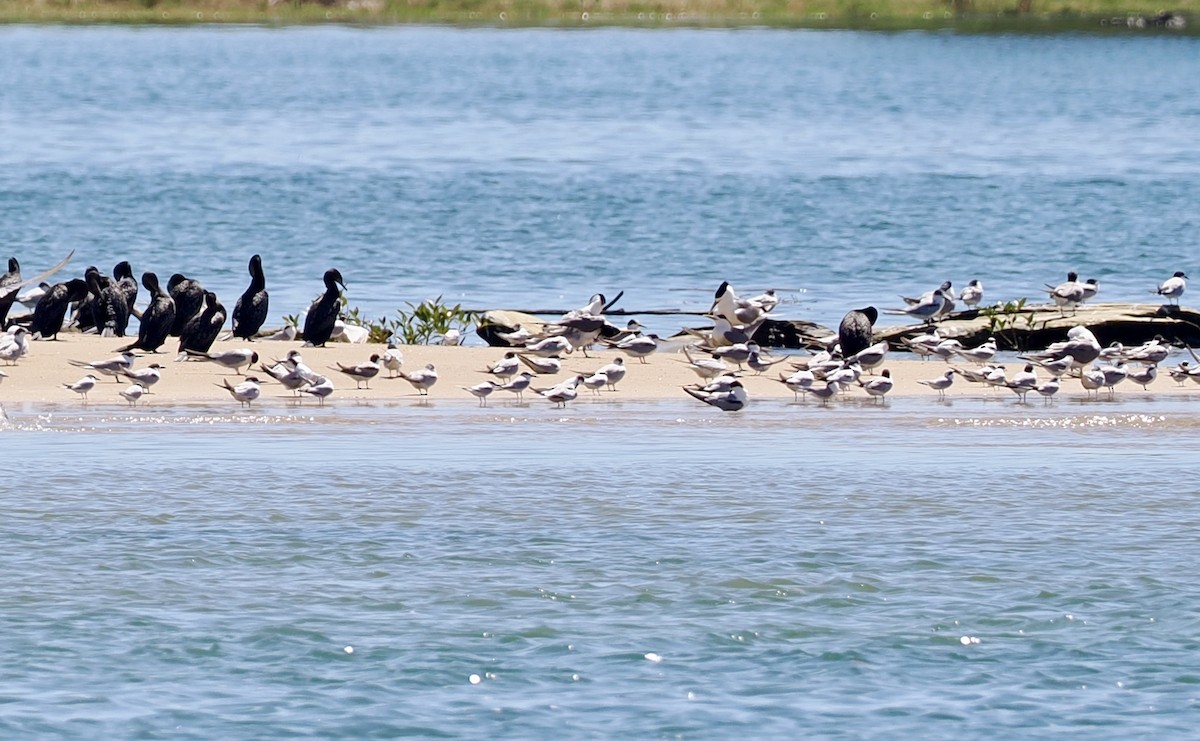 Fraticello - ML646277265