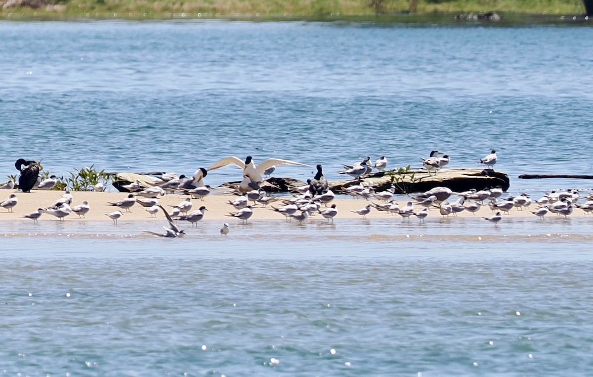 Common Tern - ML646277269