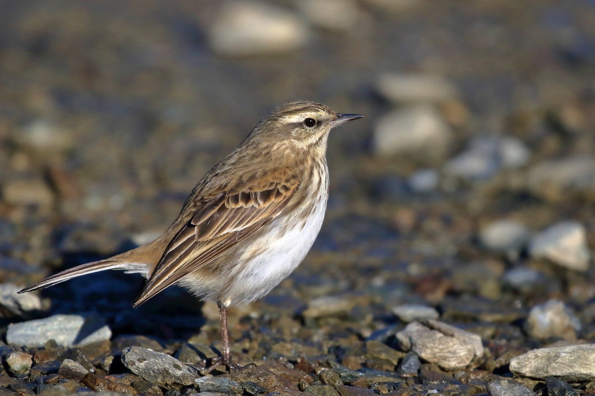 Neuseeland-Spornpieper - ML646277272