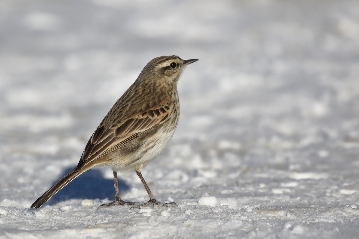 Neuseeland-Spornpieper - ML646277273