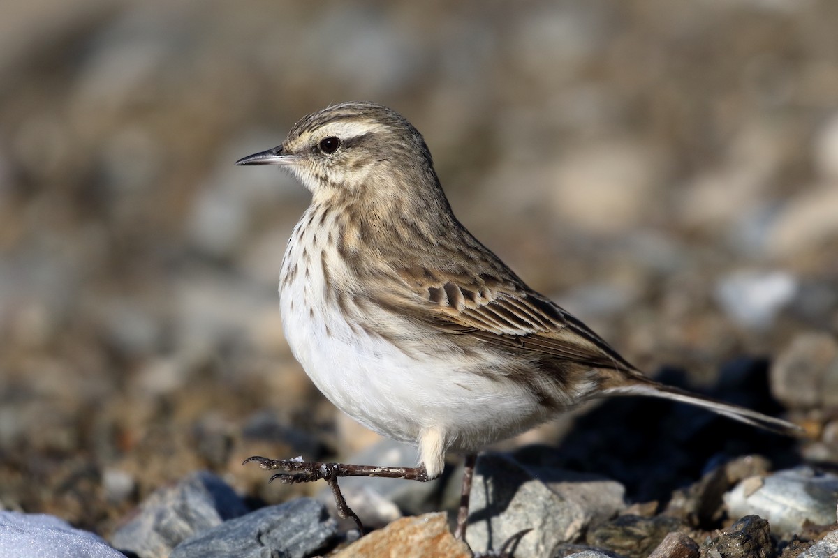 Neuseeland-Spornpieper - ML646277274