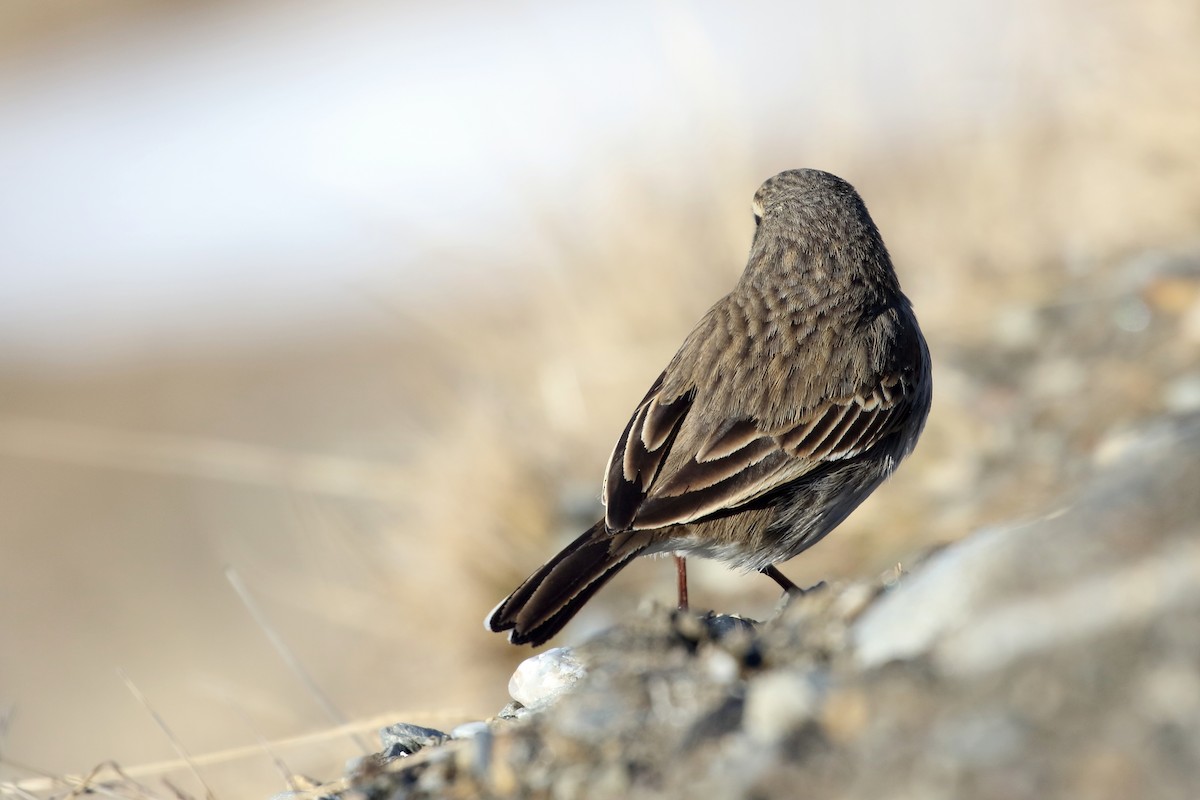 Neuseeland-Spornpieper - ML646277275