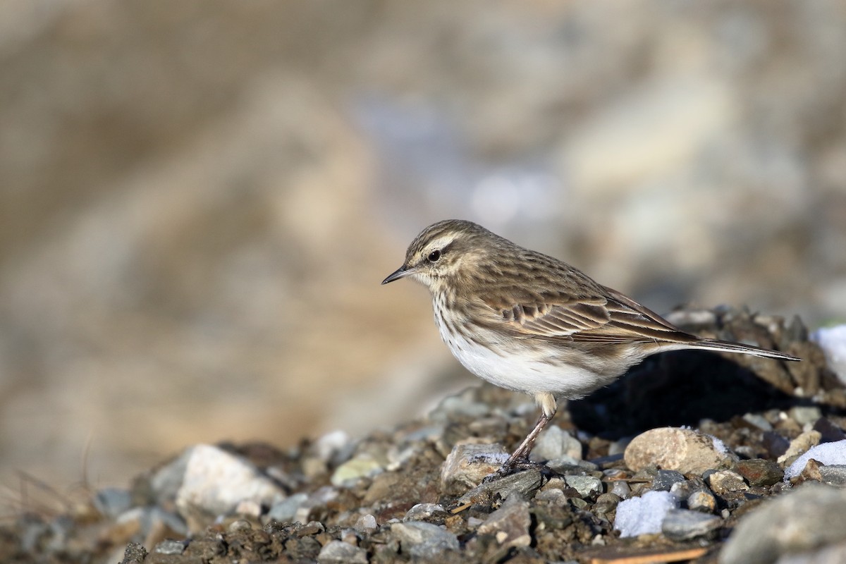 Neuseeland-Spornpieper - ML646277276