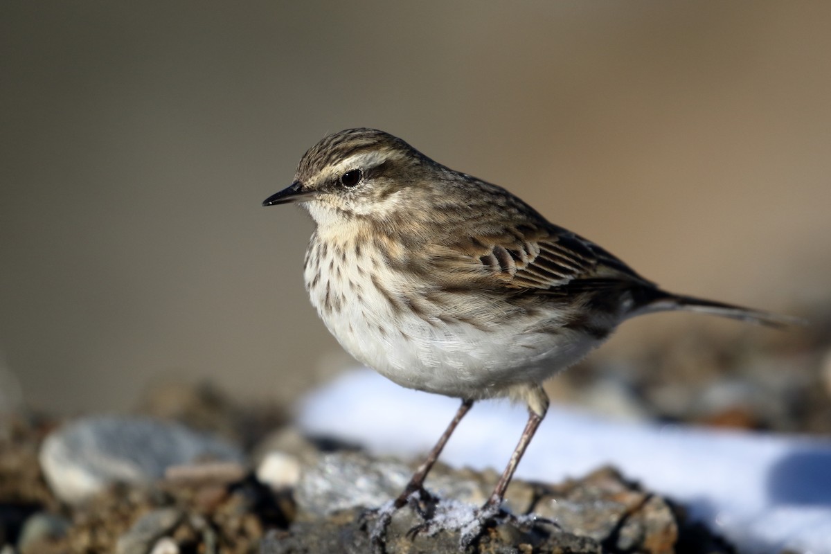 Neuseeland-Spornpieper - ML646277277