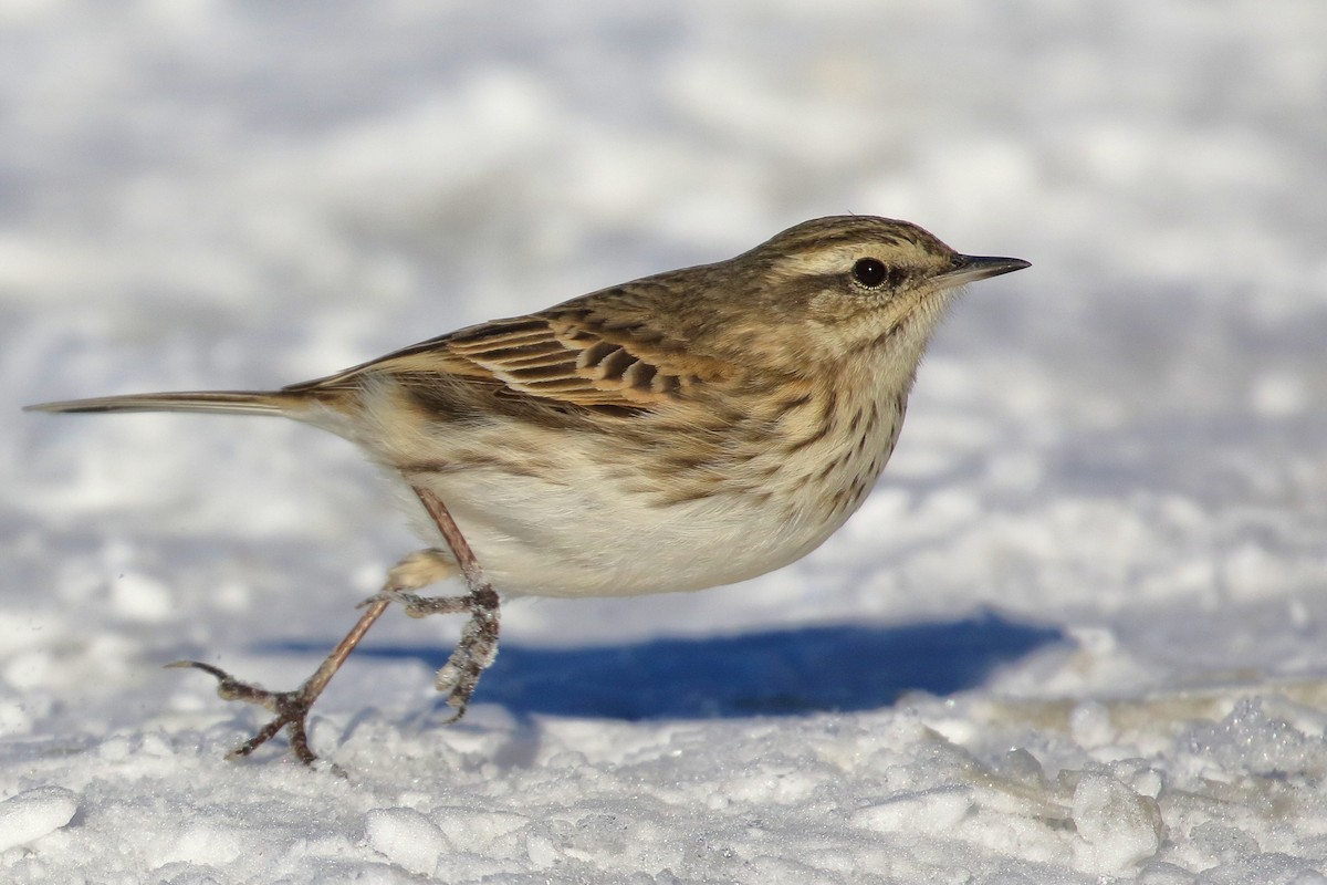 Neuseeland-Spornpieper - ML646277278