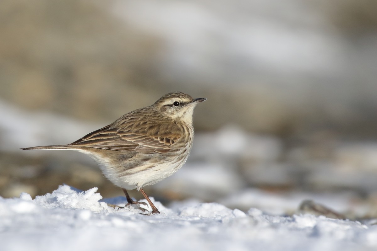 Neuseeland-Spornpieper - ML646277279