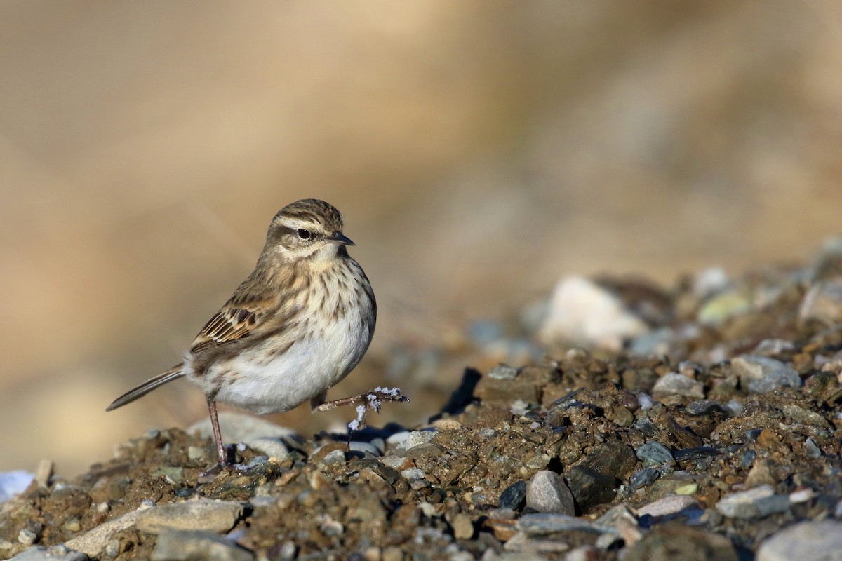 New Zealand Pipit - ML646277280