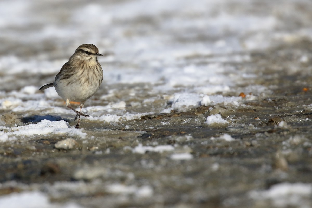 Neuseeland-Spornpieper - ML646277281