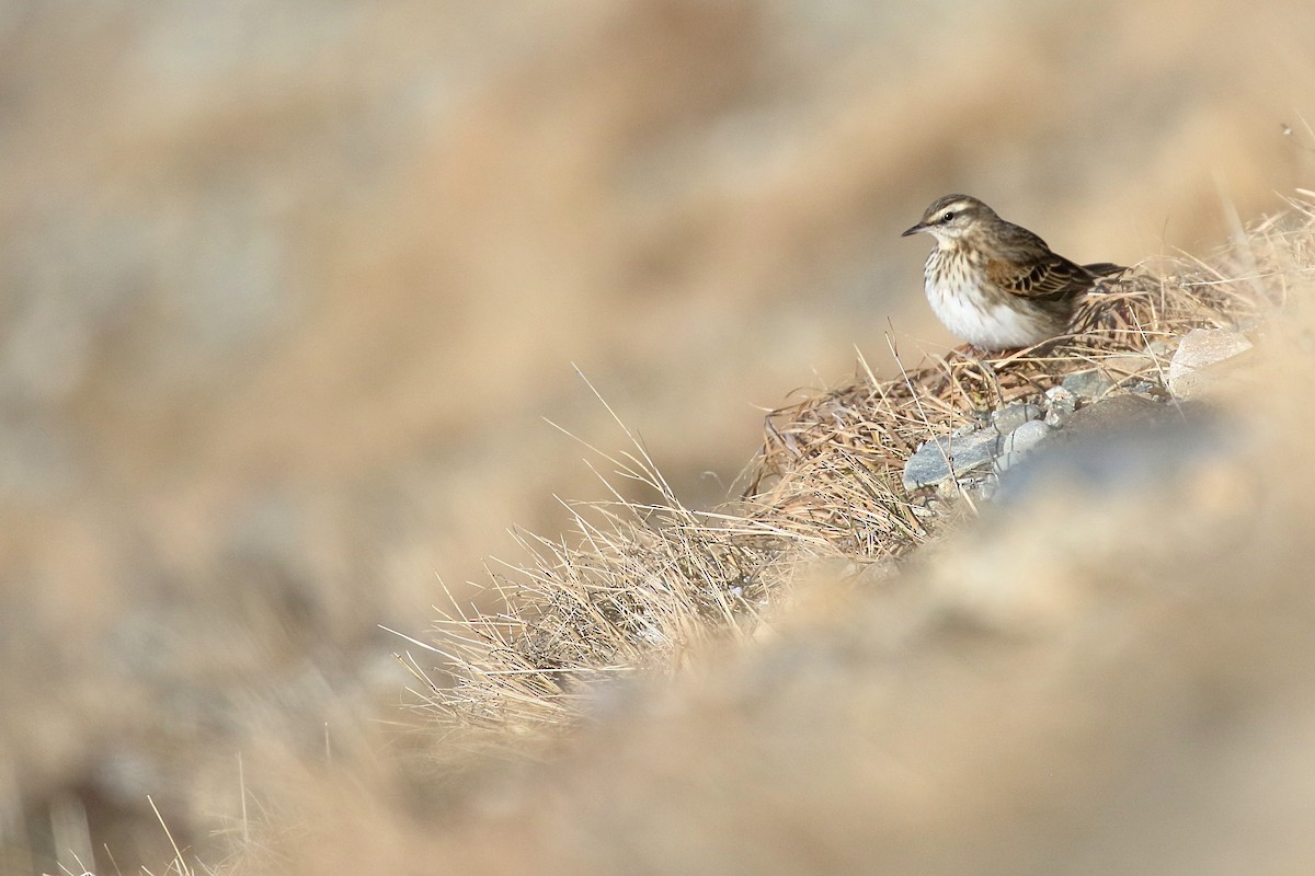 New Zealand Pipit - ML646277282
