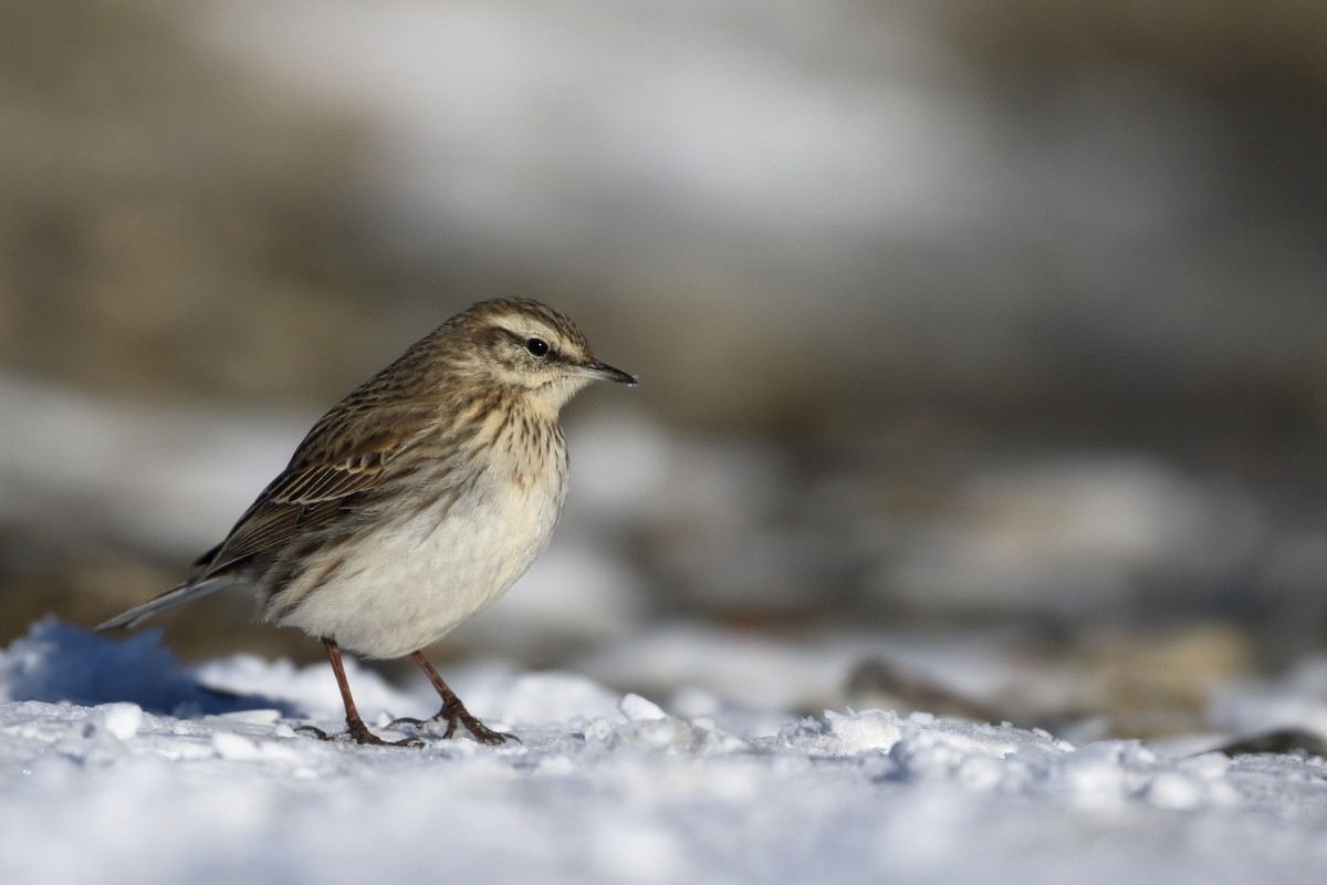 New Zealand Pipit - ML646277283