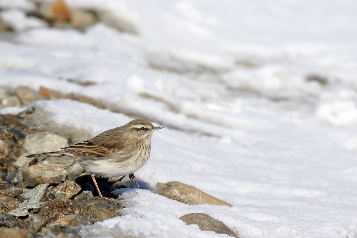 Neuseeland-Spornpieper - ML646277284