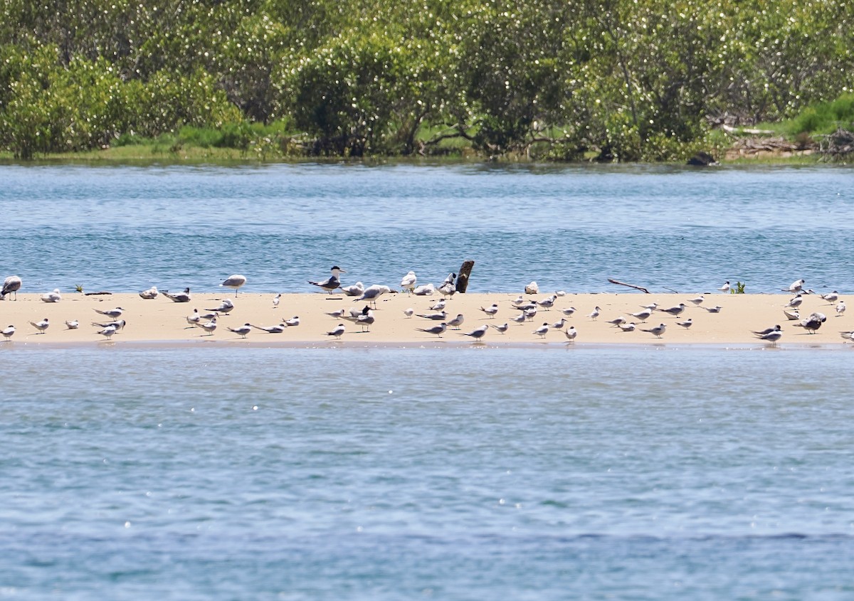 Great Crested Tern - ML646277286